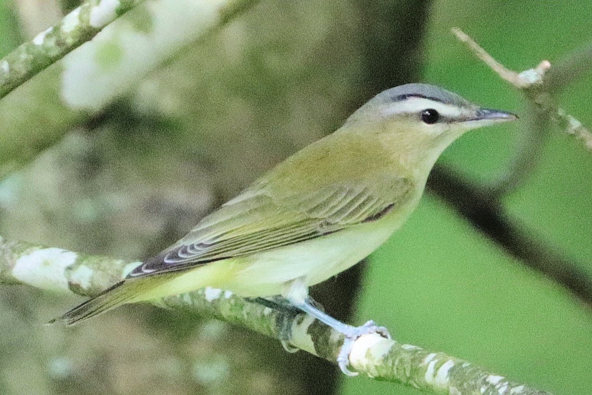 Vireo Ojirrojo - ML623077264