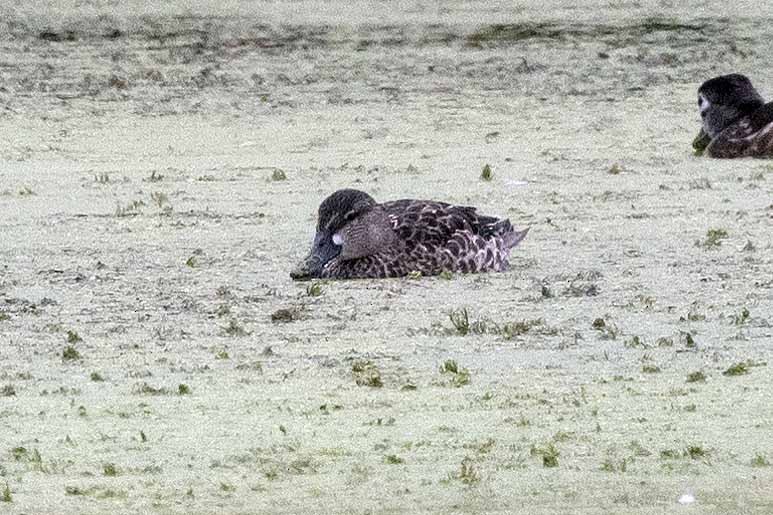 Blue-winged Teal - ML623077271