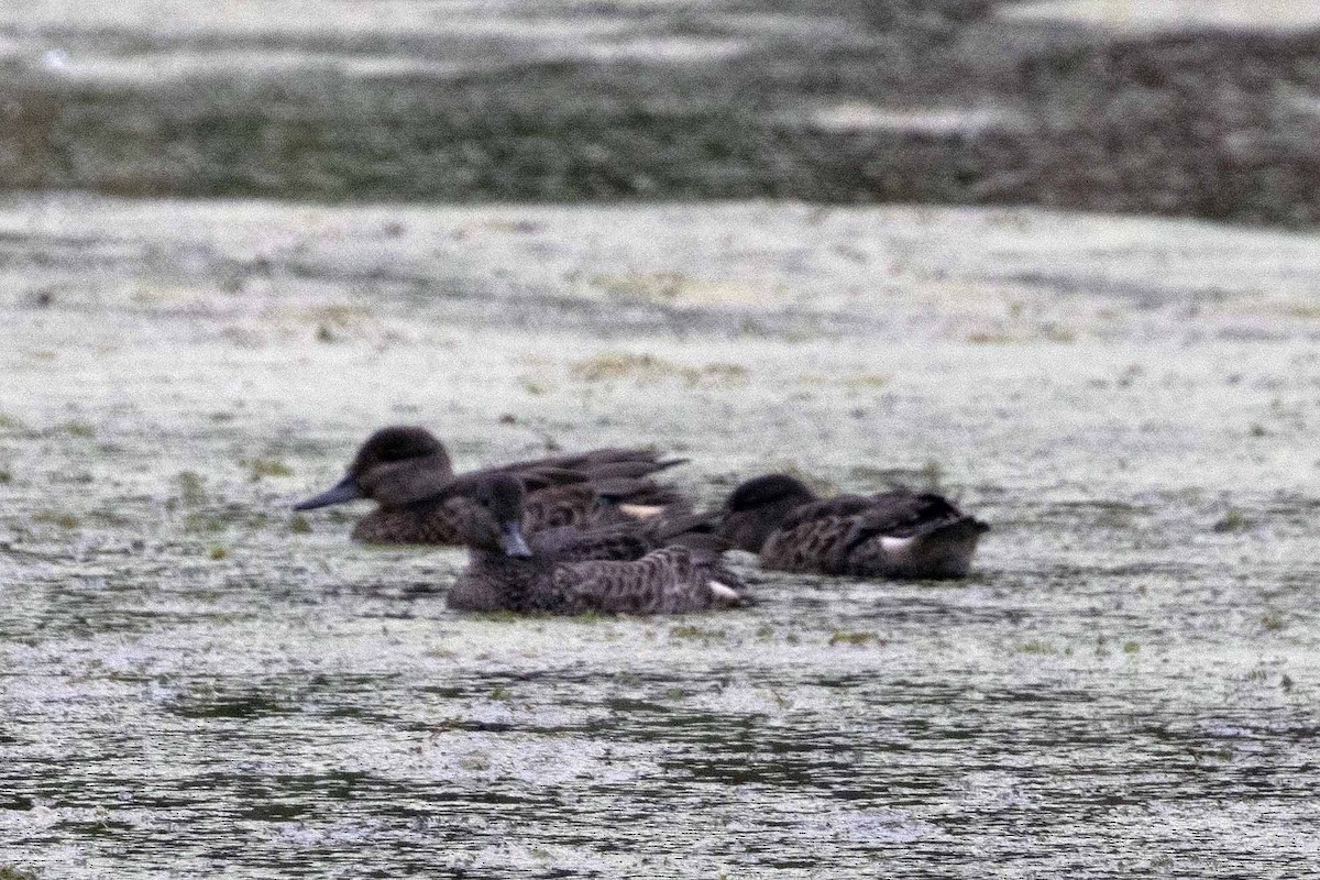 Green-winged Teal - ML623077272