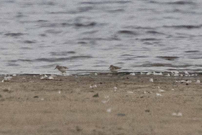 Calidris sp. (petit bécasseau sp.) - ML623077277