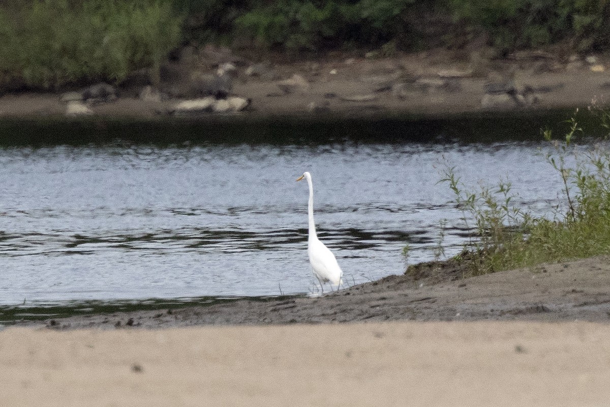 Great Egret - ML623077283