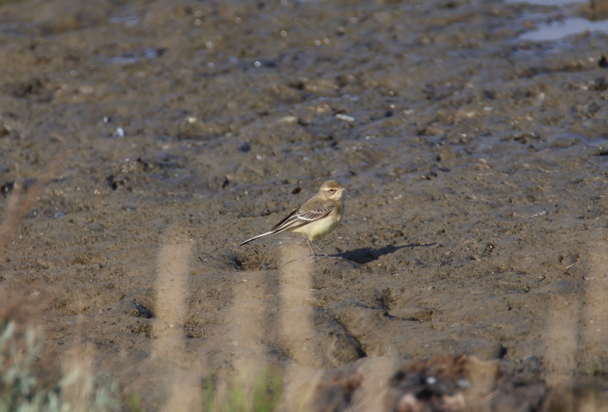 Western Yellow Wagtail - ML623077327