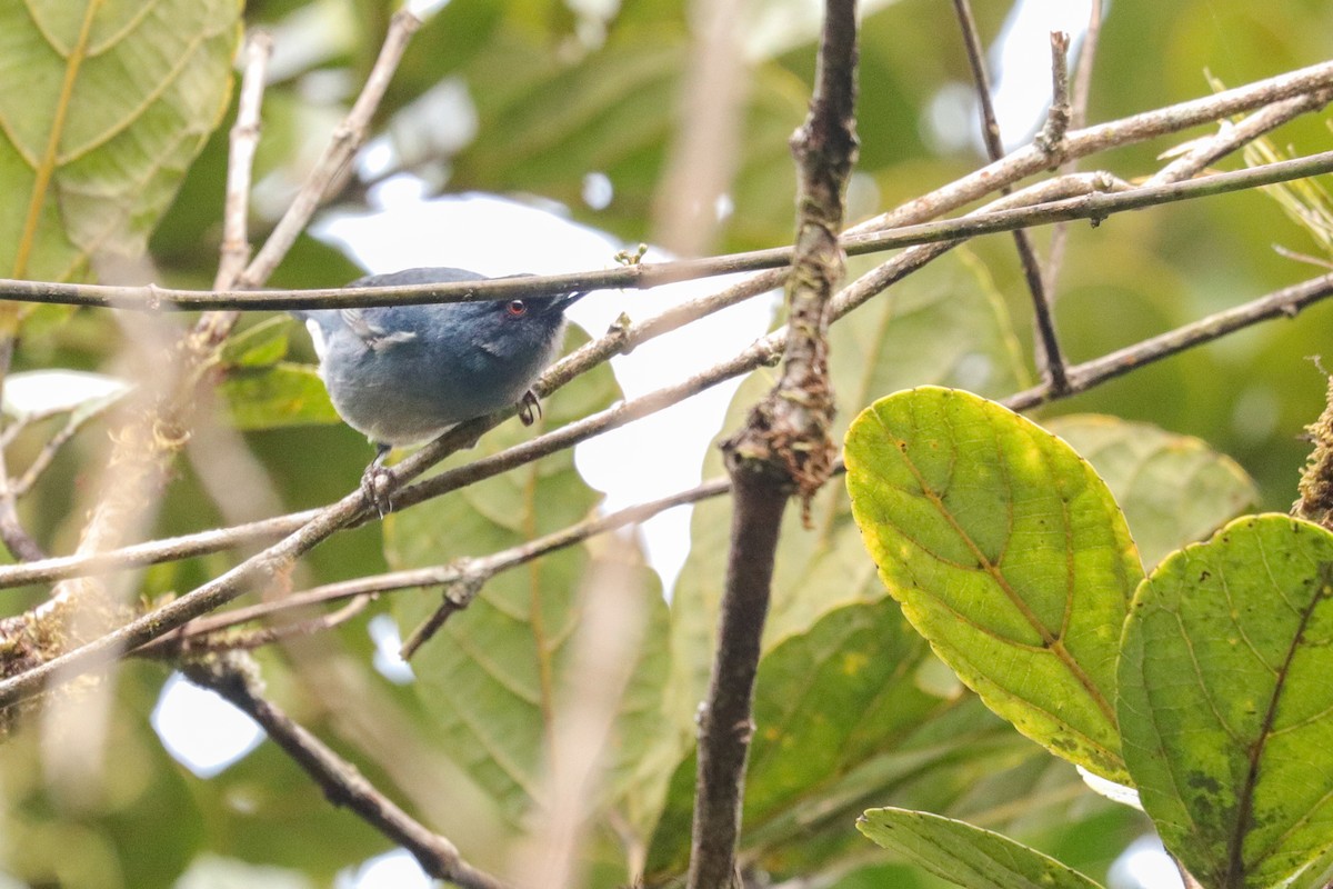 Bluish Flowerpiercer - ML623077371