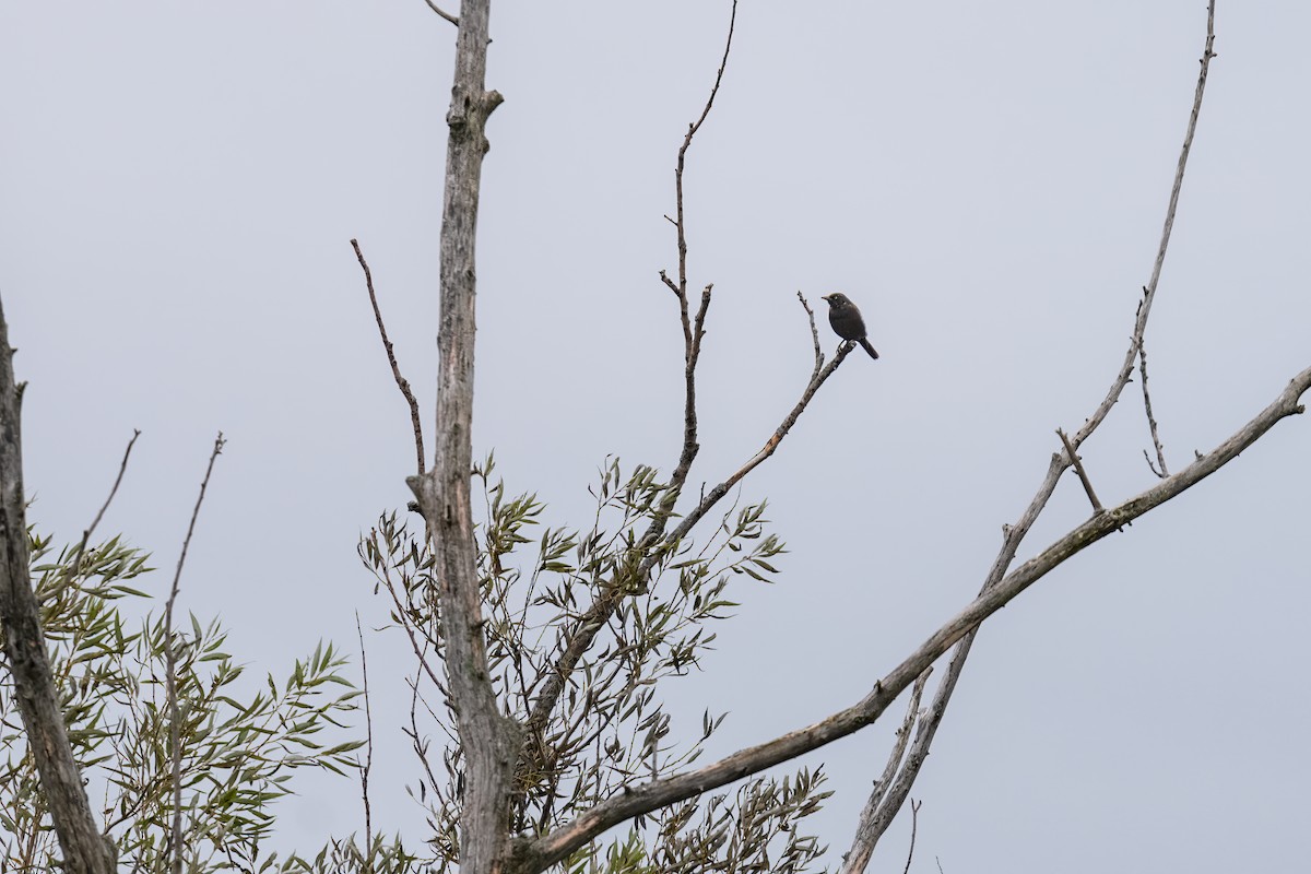 Rusty Blackbird - Matt Saunders