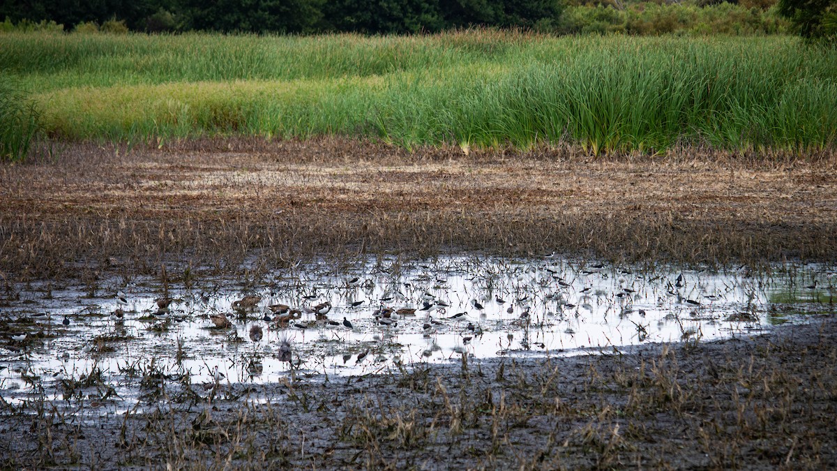 Black-necked Stilt - Travis Turnbow