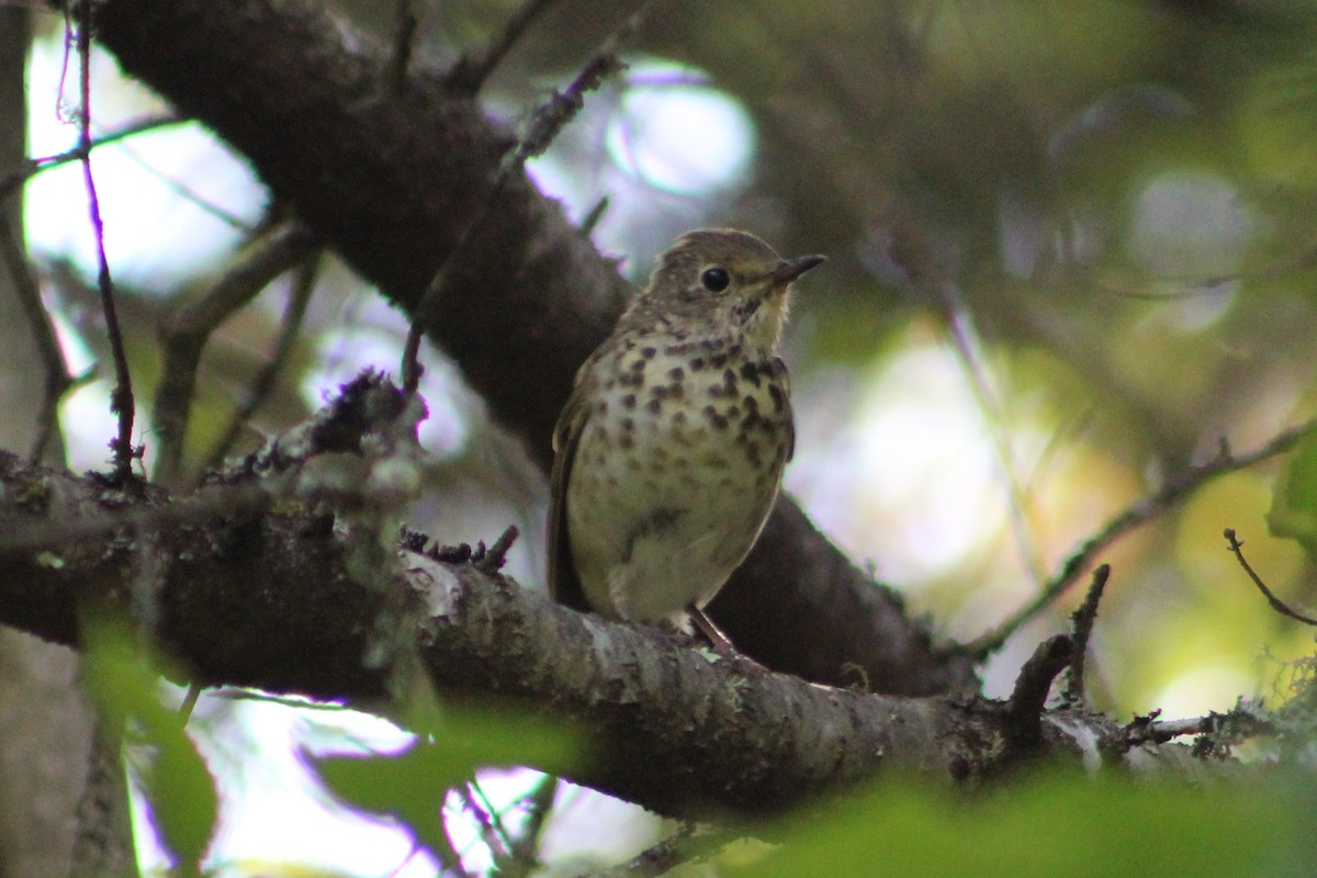 Hermit Thrush - ML623077453