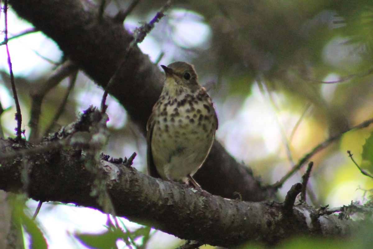 Hermit Thrush - ML623077463