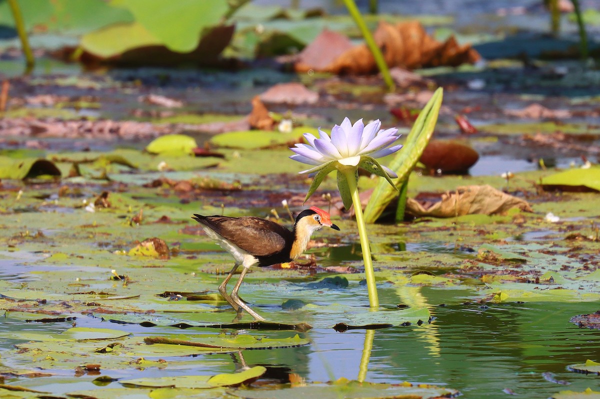 Comb-crested Jacana - ML623077499