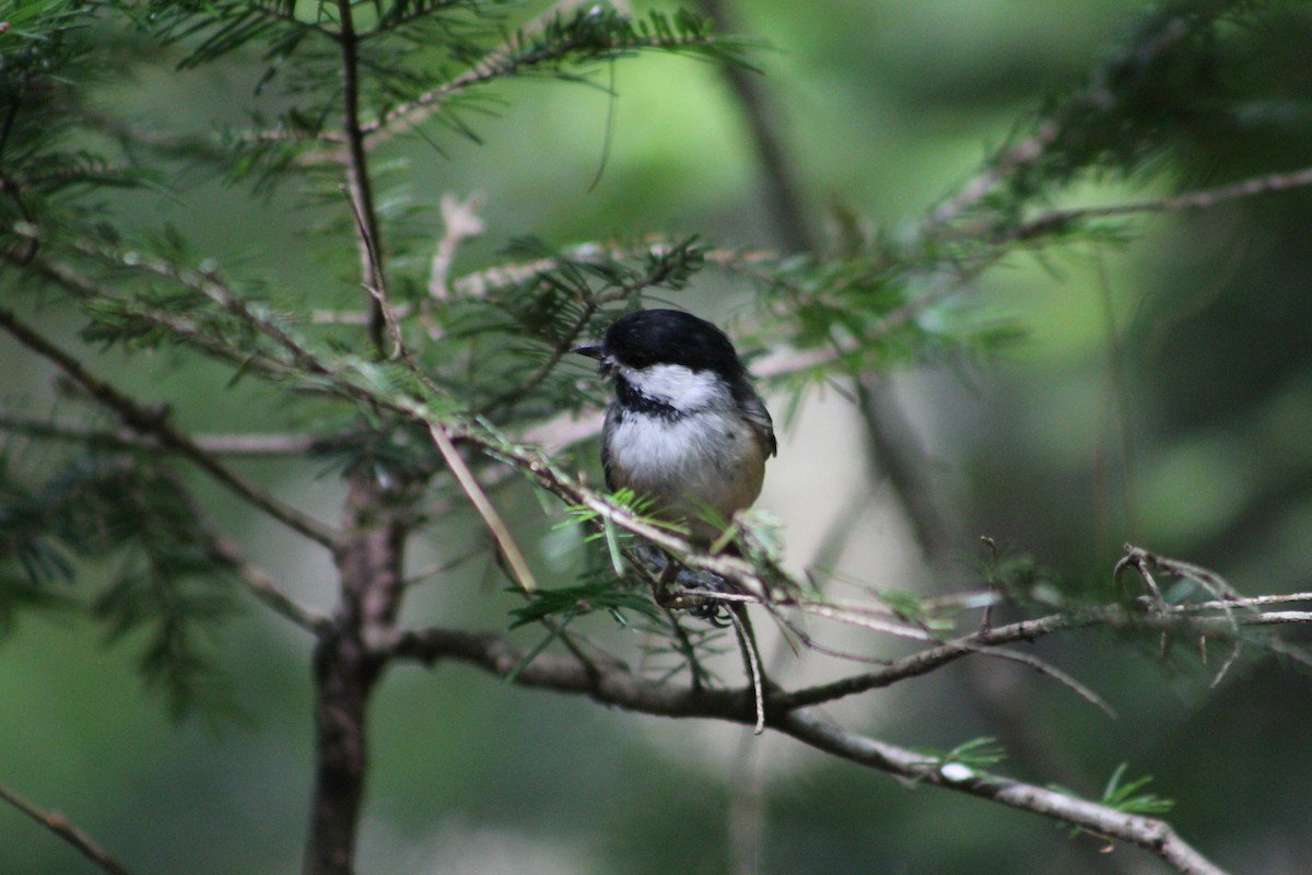 Black-capped Chickadee - ML623077514