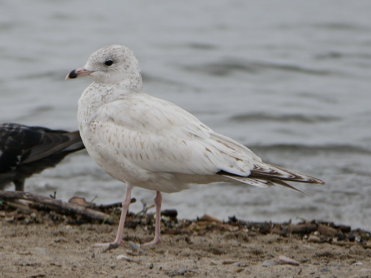 Ring-billed Gull - Patrick Scanlon