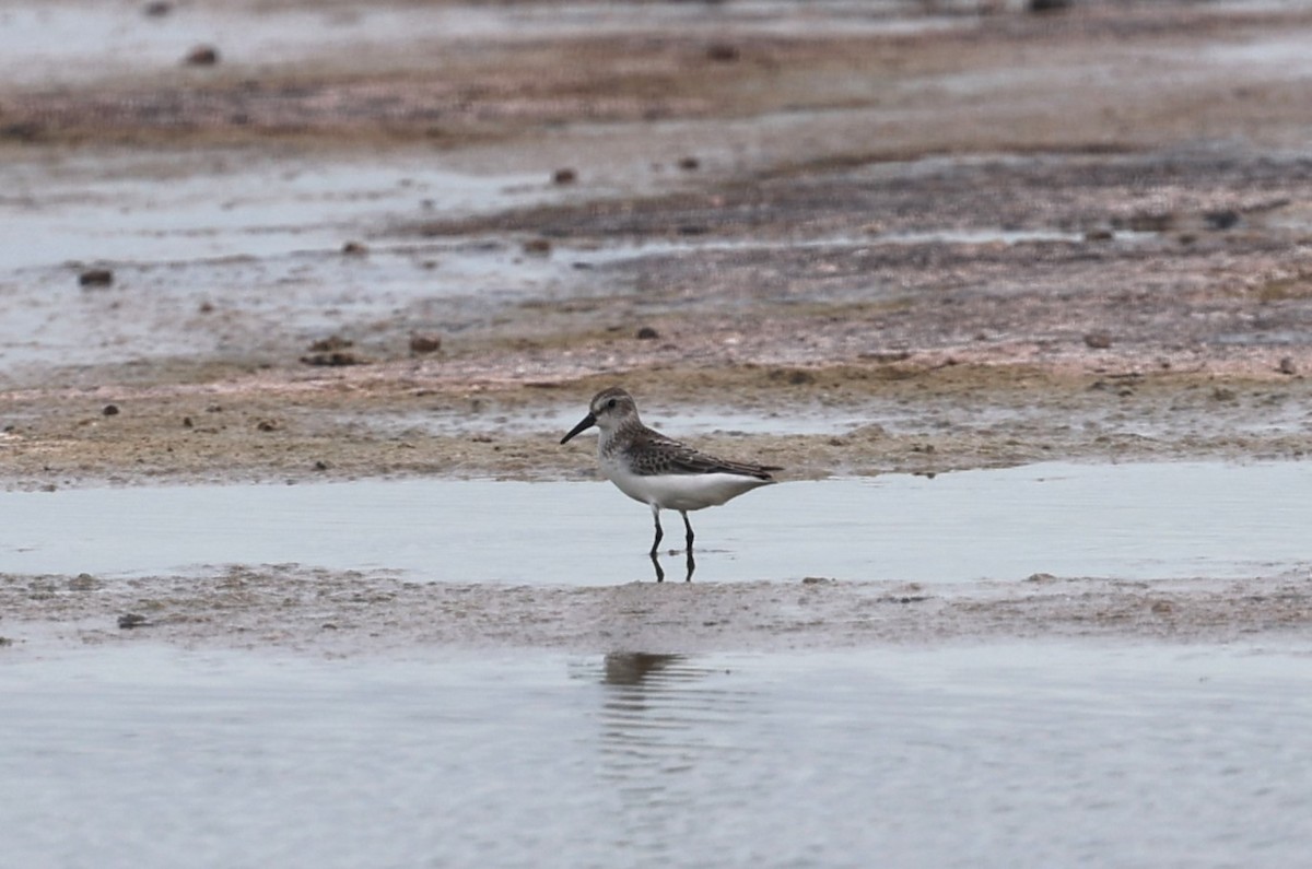 Bergstrandläufer - ML623077551