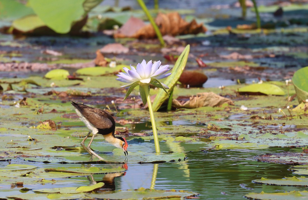 Comb-crested Jacana - ML623077581