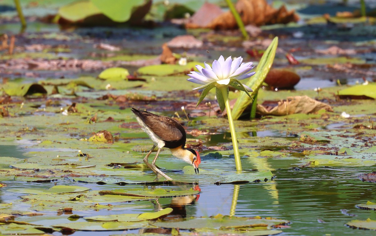 Comb-crested Jacana - ML623077582