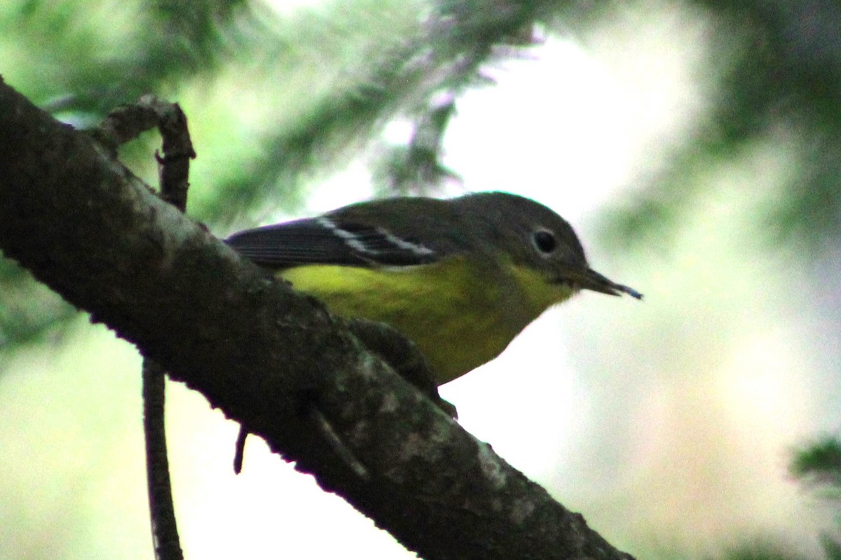 Magnolia Warbler - ML623077597