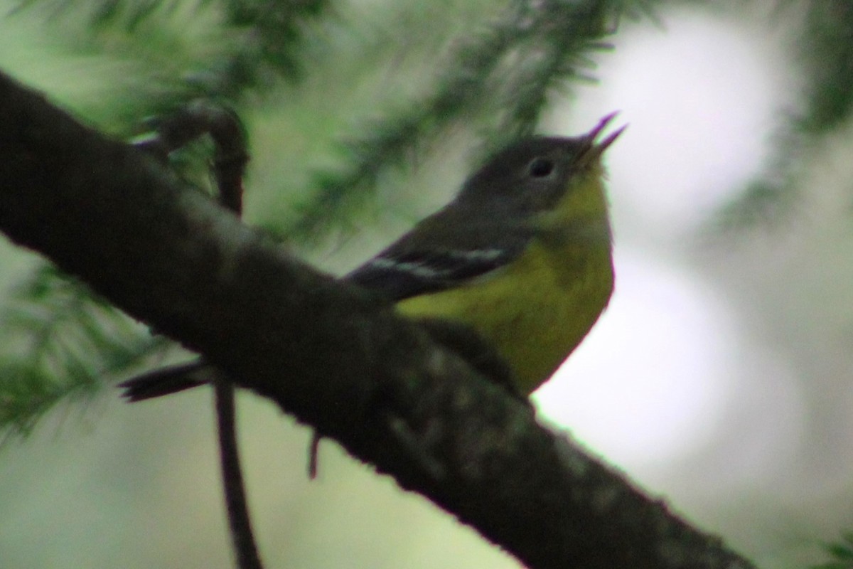 Magnolia Warbler - ML623077602