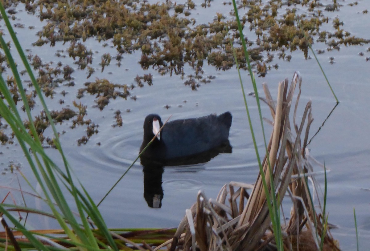 American Coot - ML62307761