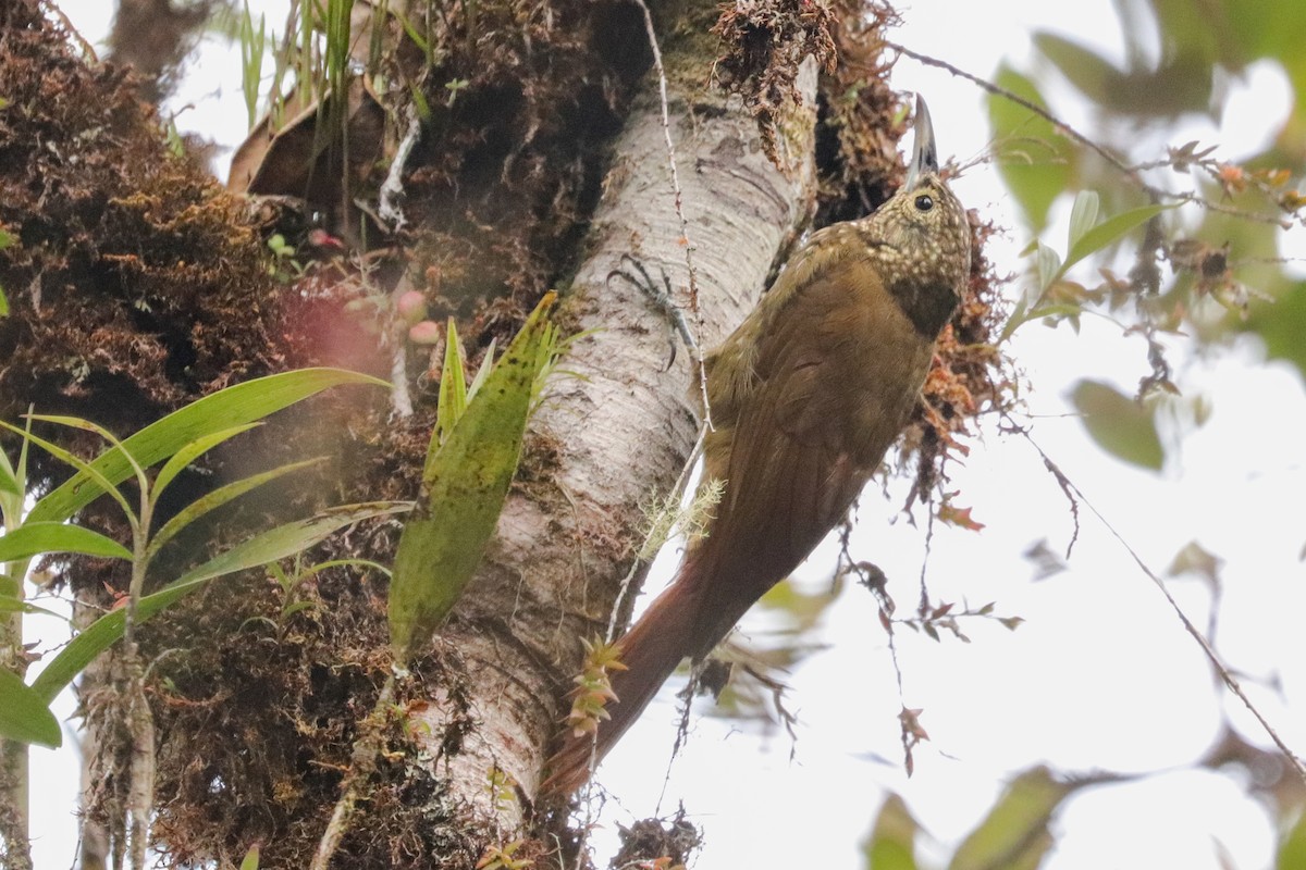 Olive-backed Woodcreeper - ML623077625