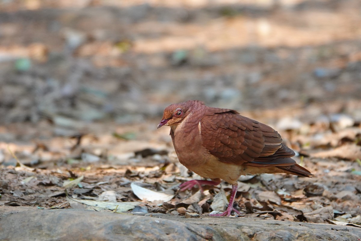 Ruddy Quail-Dove - ML623077688