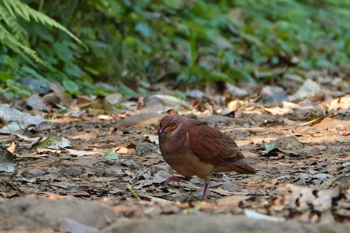 Ruddy Quail-Dove - ML623077689