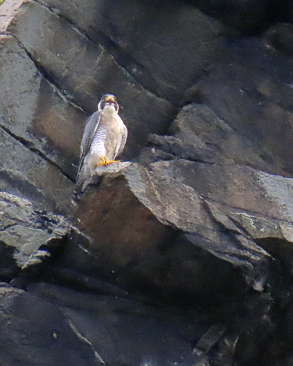 Peregrine Falcon - ML623077702