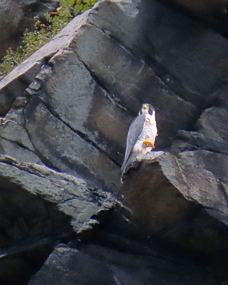 Peregrine Falcon - ML623077709