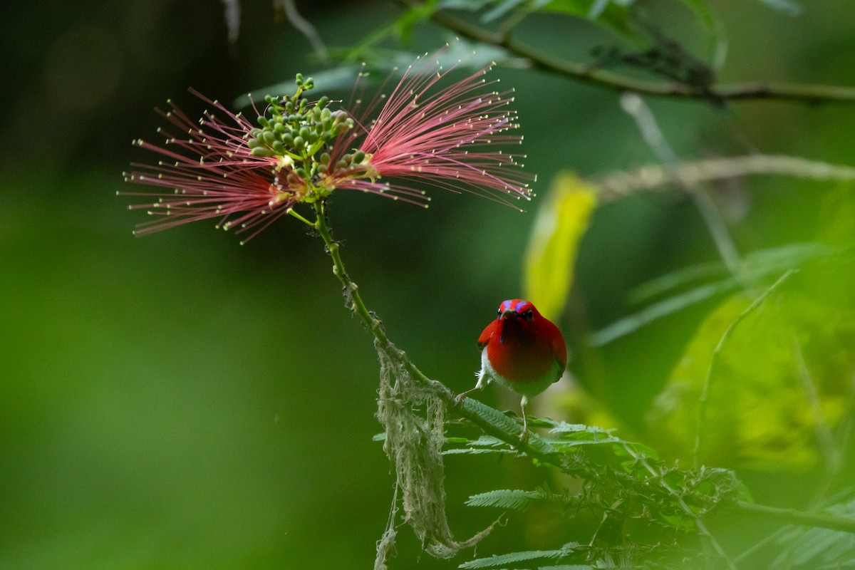 Temminck's Sunbird - ML623077757