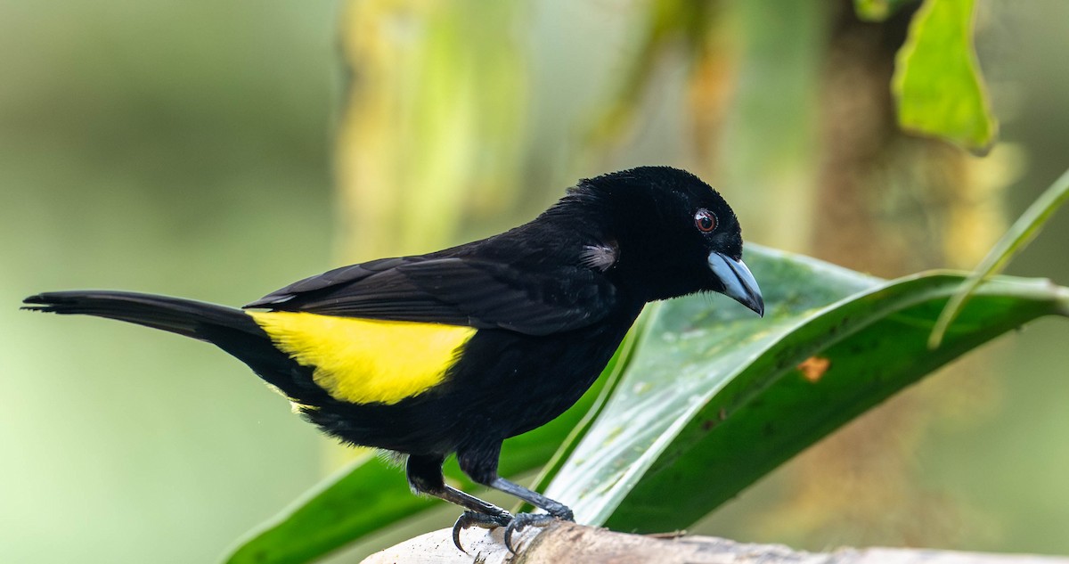 Flame-rumped Tanager - ML623077797