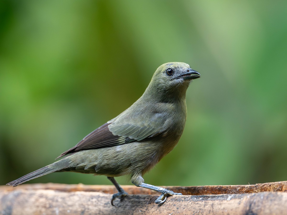 Palm Tanager - ML623077800