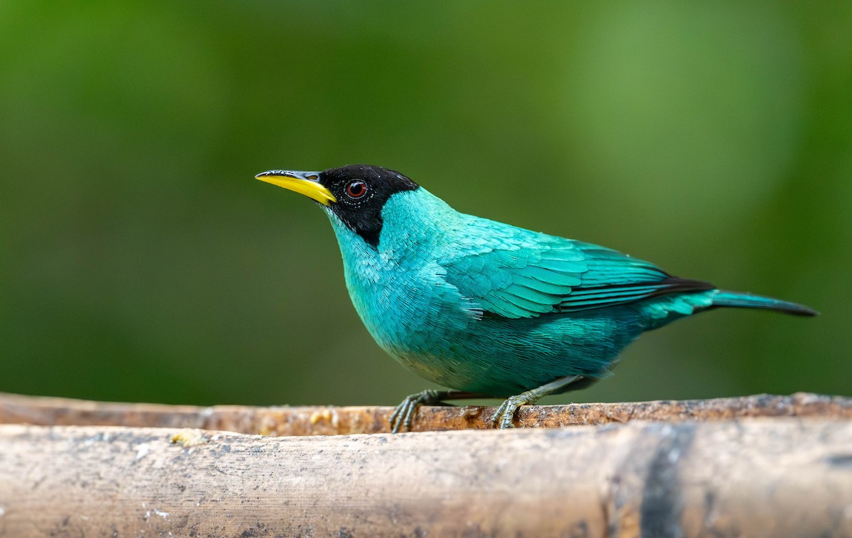 Green Honeycreeper - ML623077808