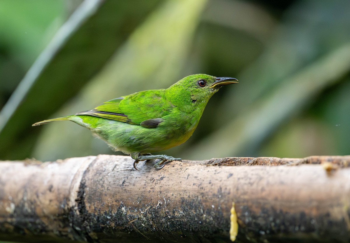 Green Honeycreeper - ML623077812