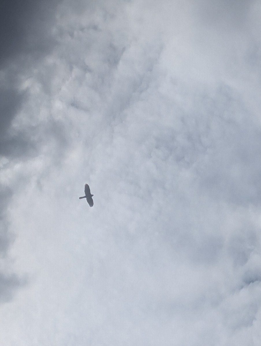 Cooper's Hawk - ML623077862