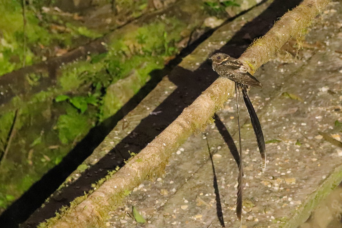 Lyre-tailed Nightjar - Clayton Borzini