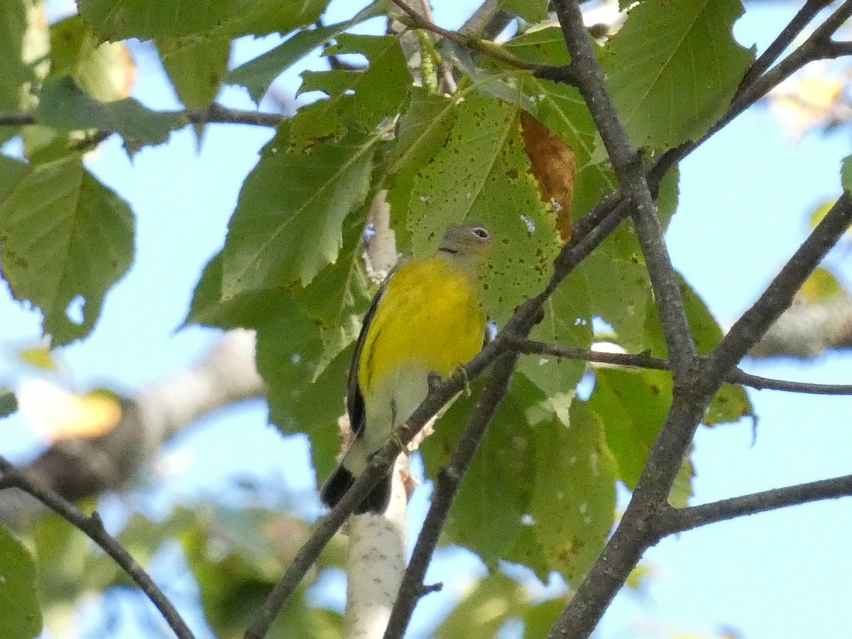 Magnolia Warbler - ML623077901