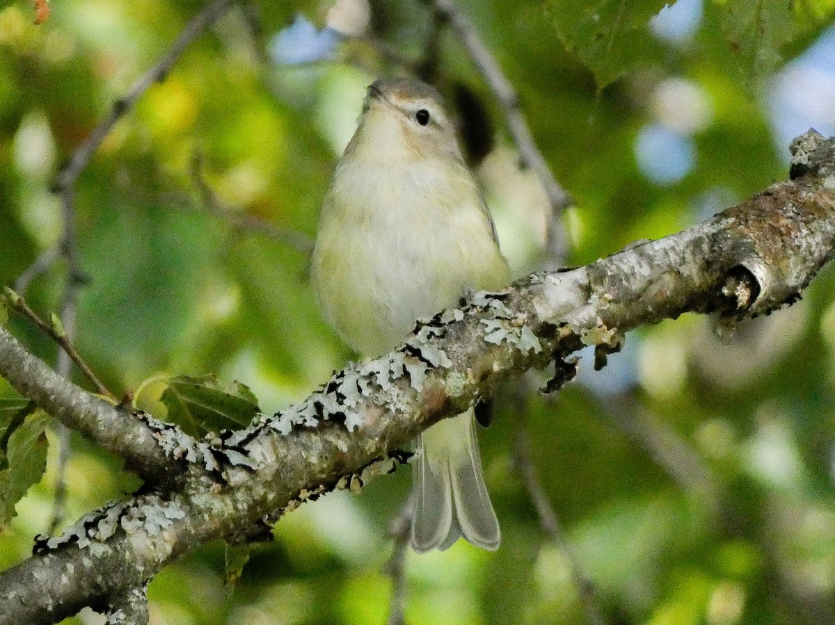 Red-eyed Vireo - ML623077907