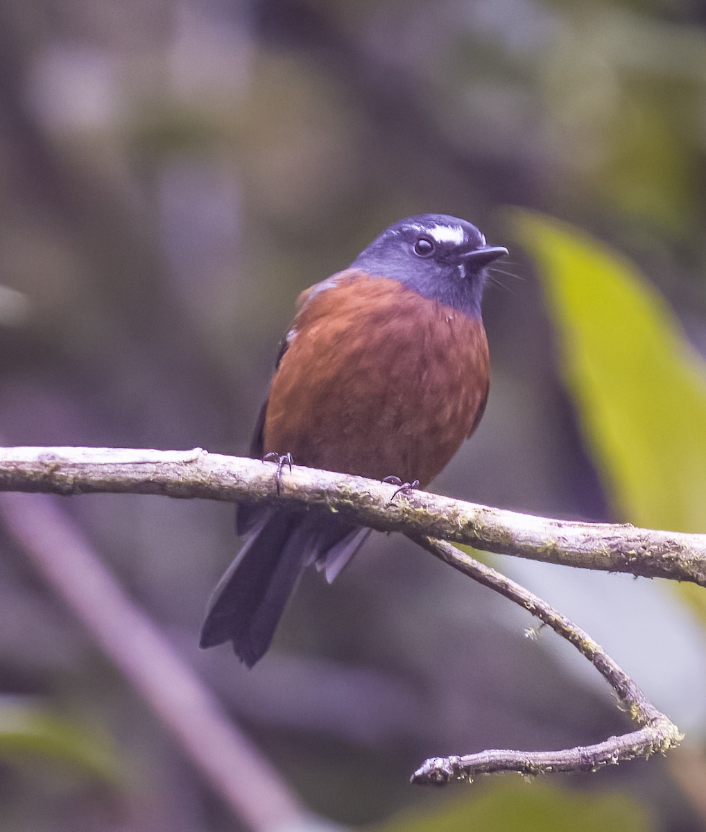 Chestnut-bellied Chat-Tyrant - ML623077915