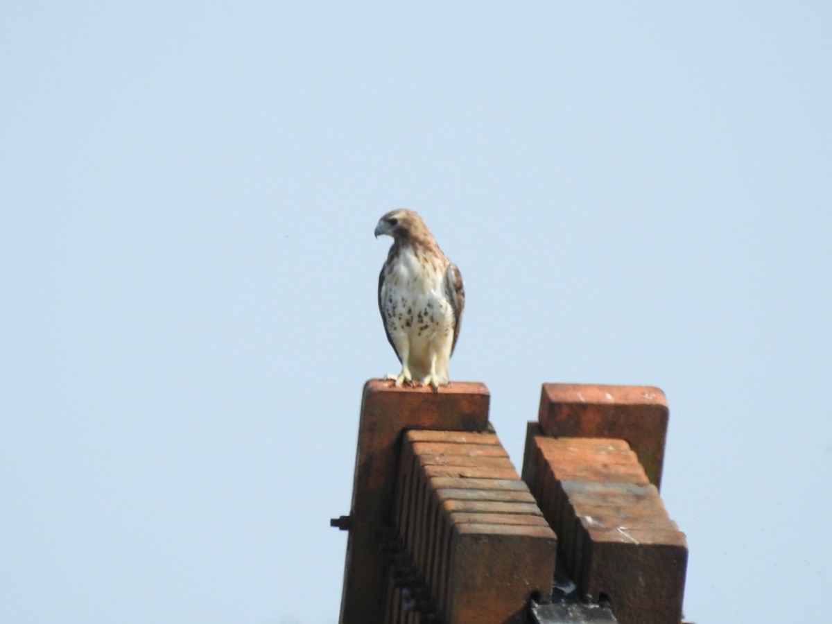 Red-tailed Hawk - ML623077959