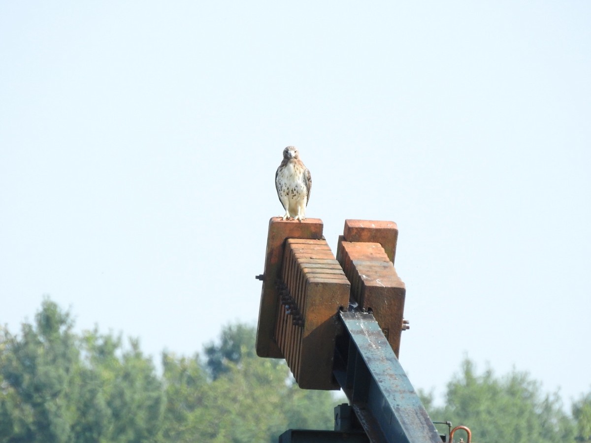 Red-tailed Hawk - ML623077960