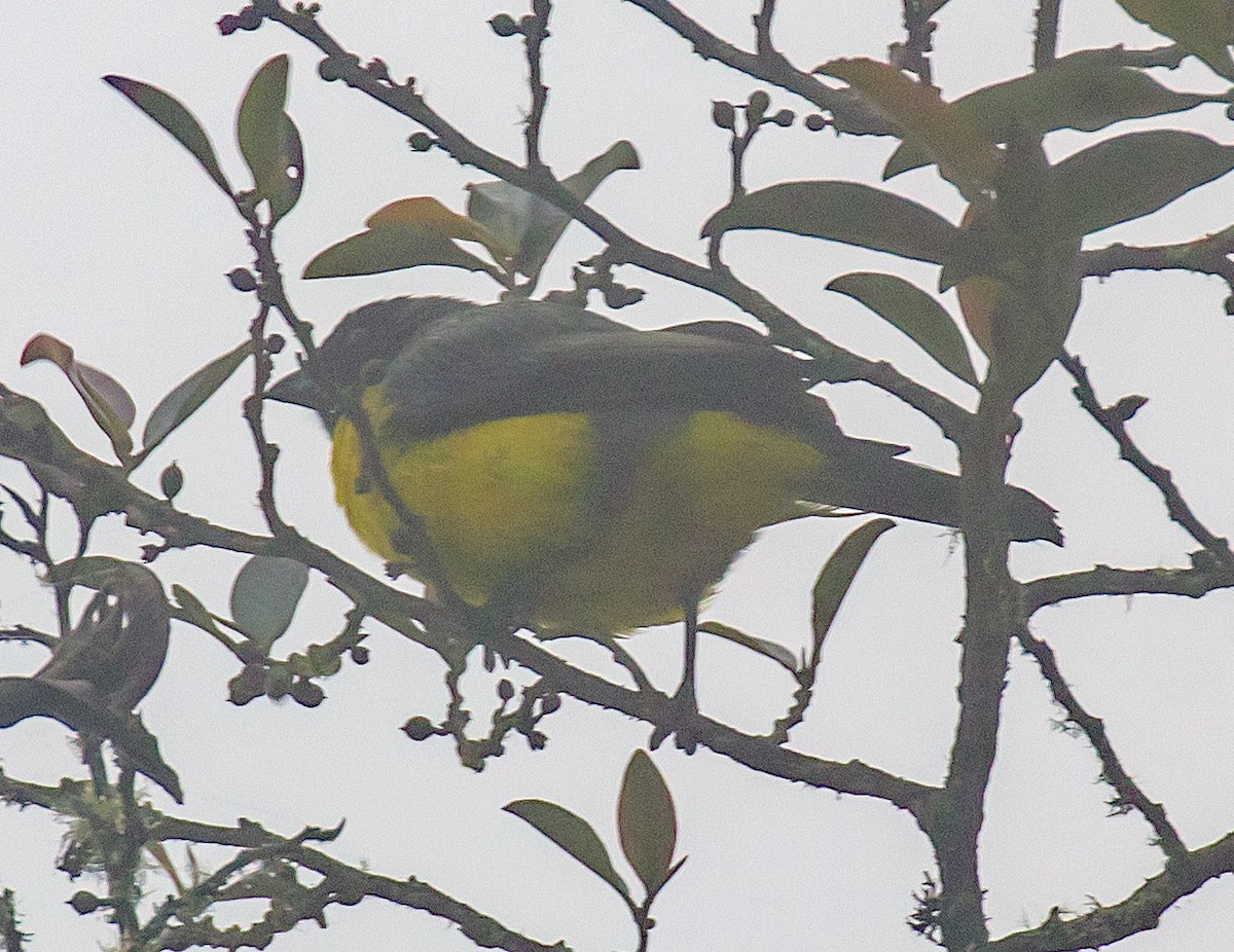 Hooded Mountain Tanager - ML623077974