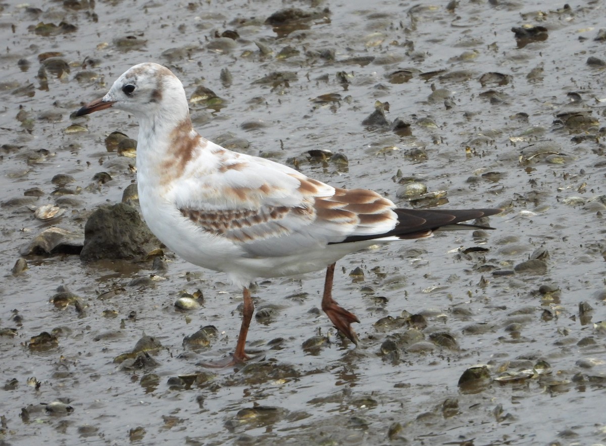 Black-headed Gull - ML623078010