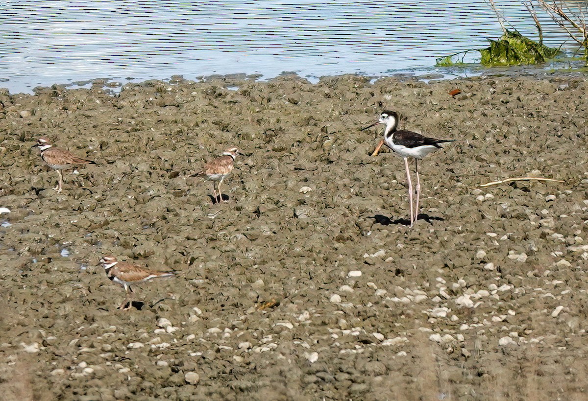 Black-necked Stilt - ML623078078