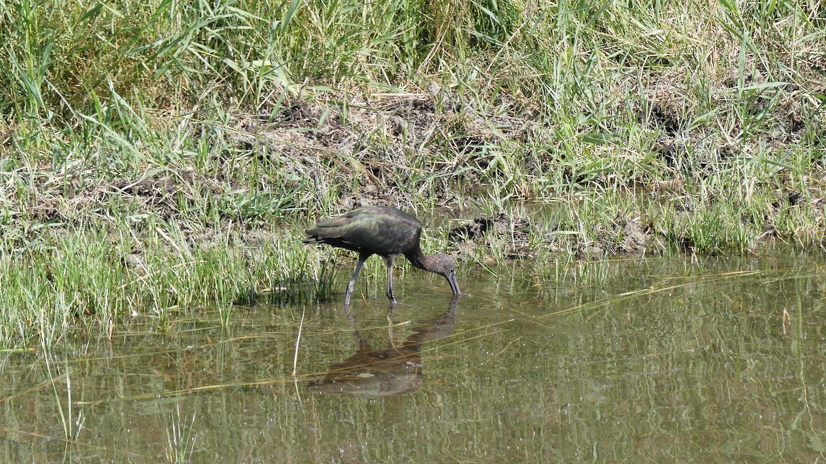 Glossy Ibis - ML623078094