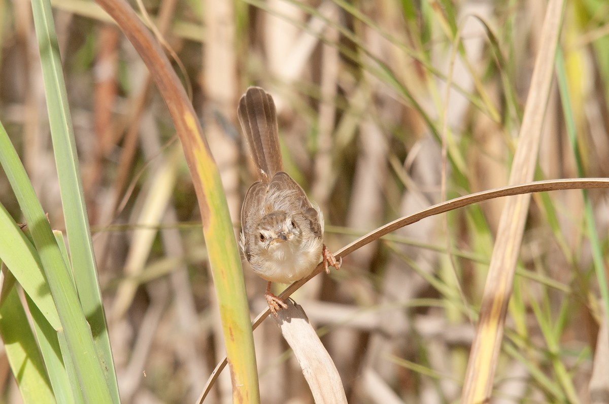 River Prinia - ML623078168