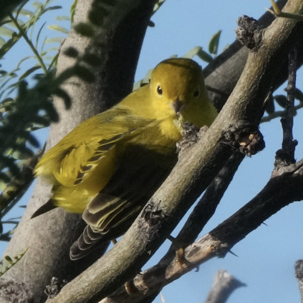 Yellow Warbler - Charlene Fan