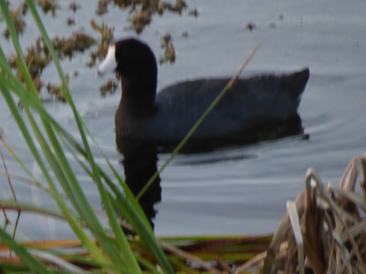 American Coot - ML62307821