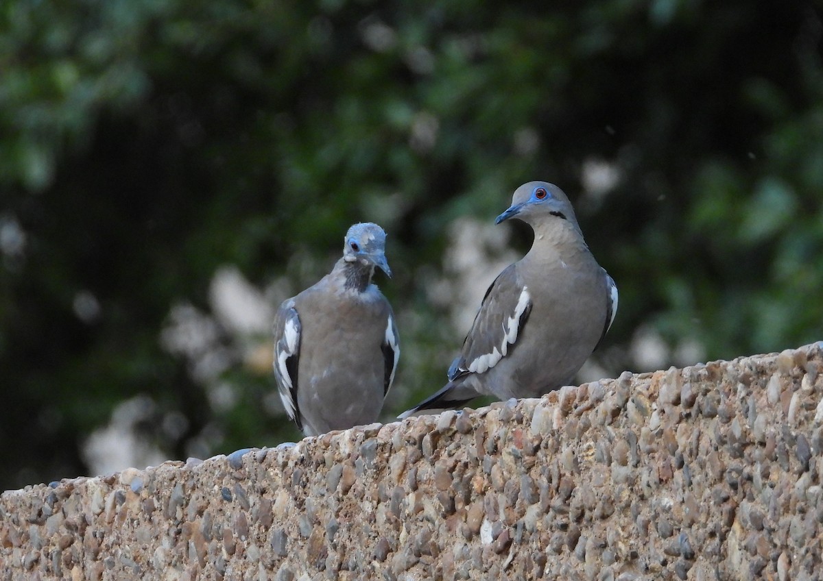 White-winged Dove - ML623078227