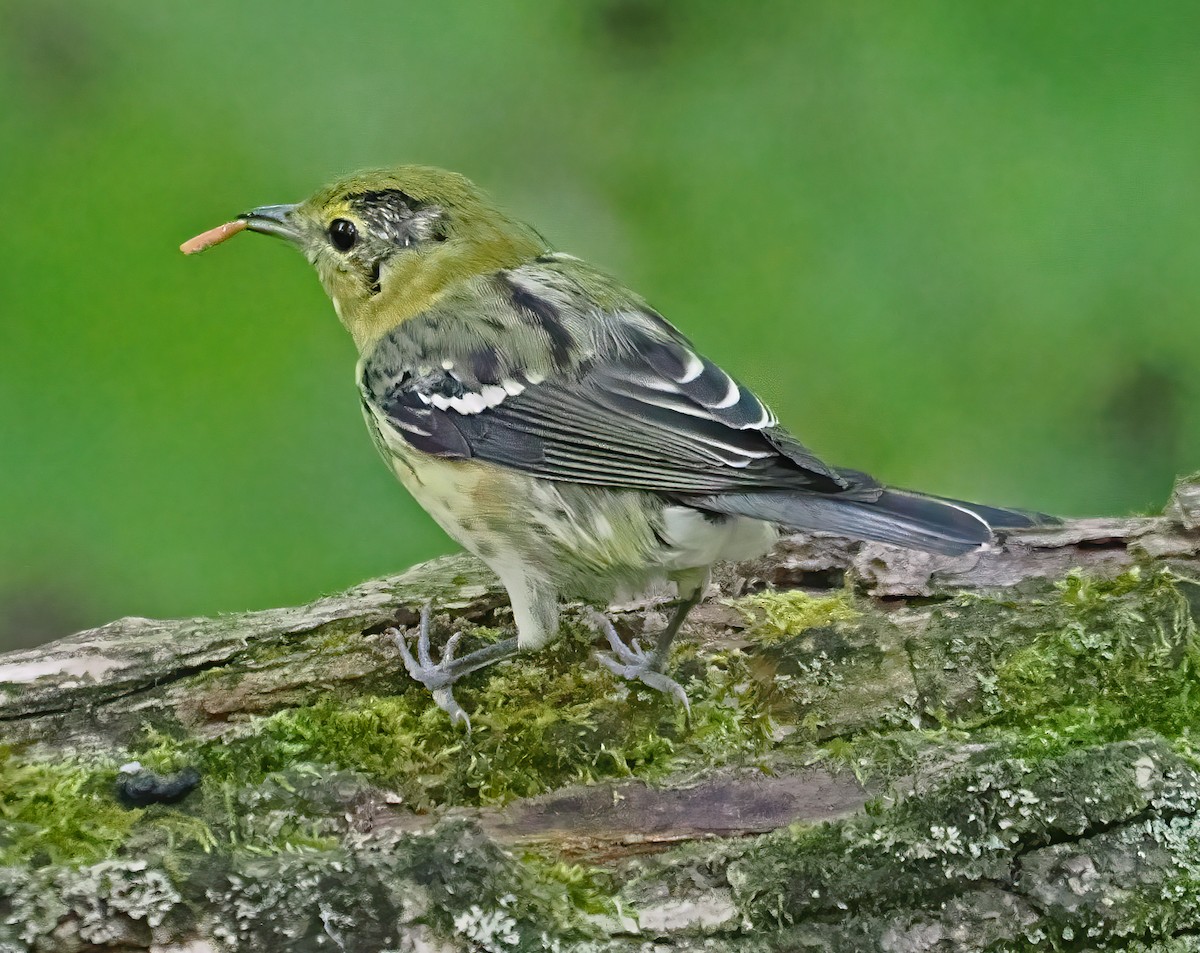 Bay-breasted Warbler - ML623078249