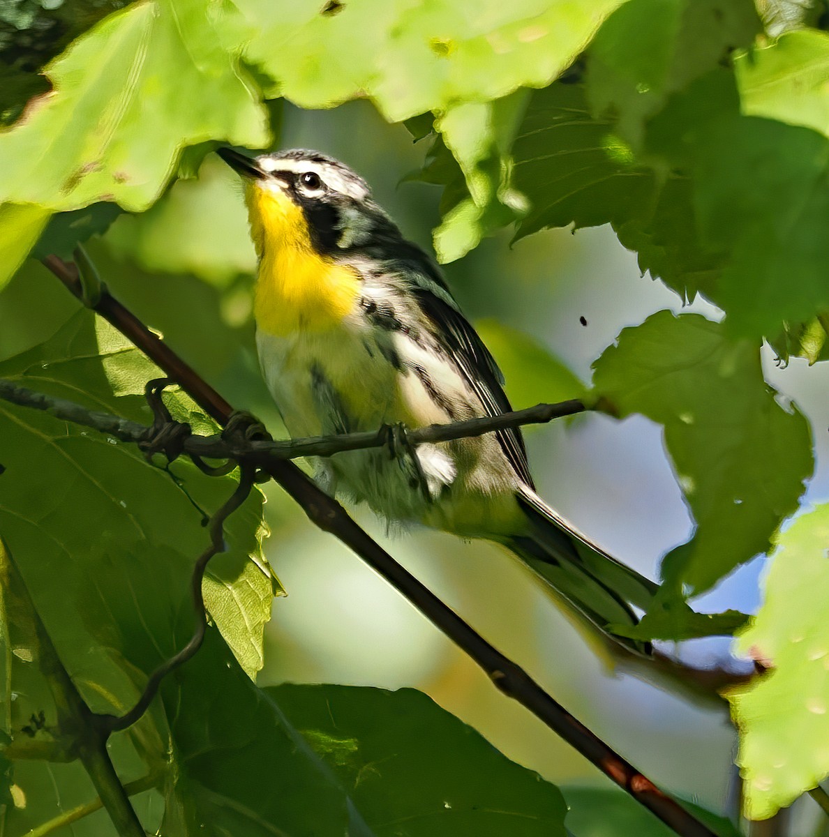 Paruline à gorge jaune - ML623078291