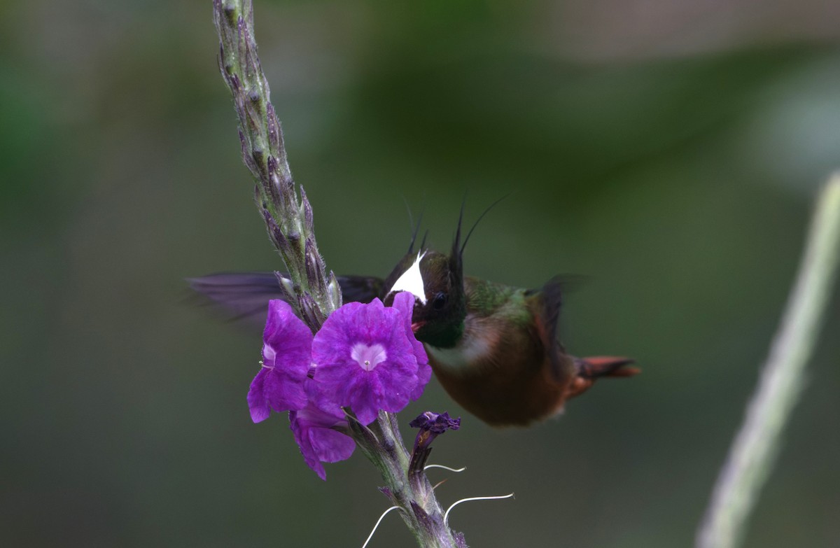 White-crested Coquette - Jeisson Figueroa Sandi