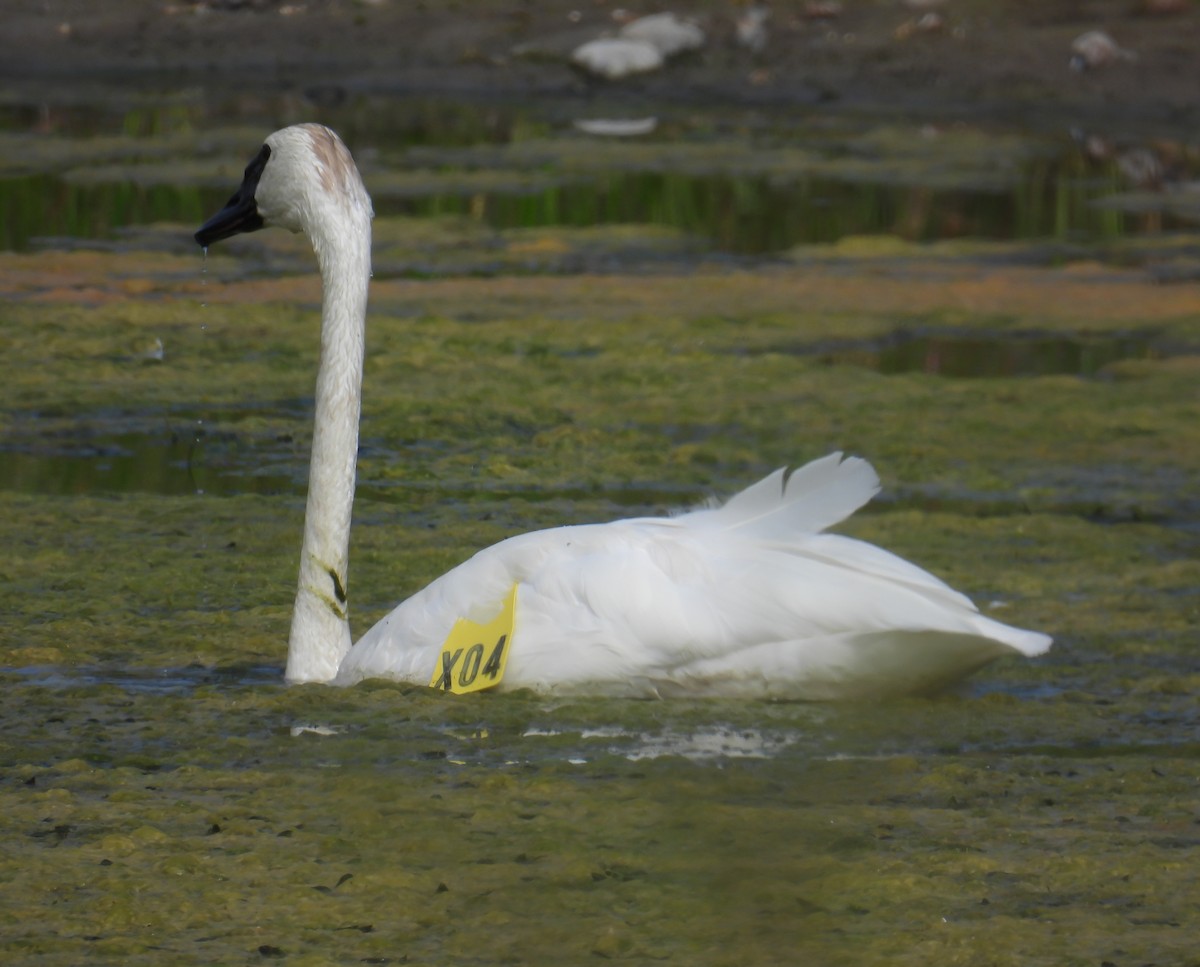 Trumpeter Swan - ML623078297