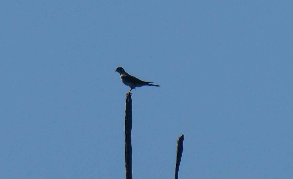 American Kestrel - ML623078321